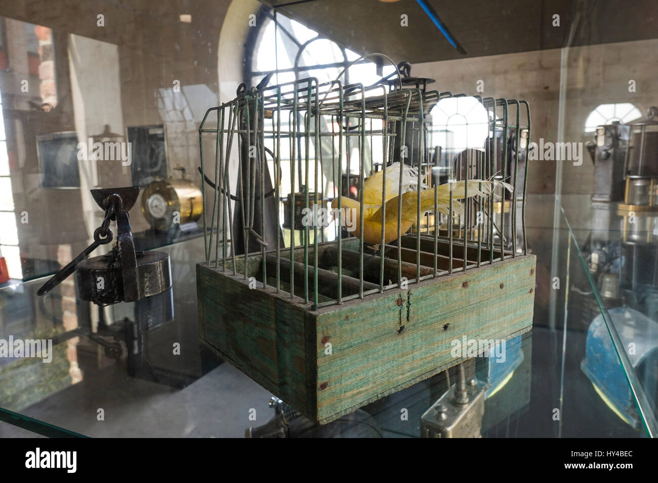Presentation of Bird, canary in cage as being used in coal mines ...