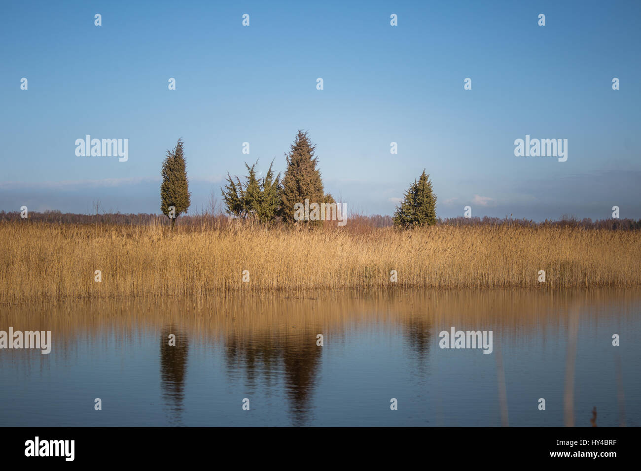 A beautiful early spring landscape with juniper trees at the lake Stock Photo