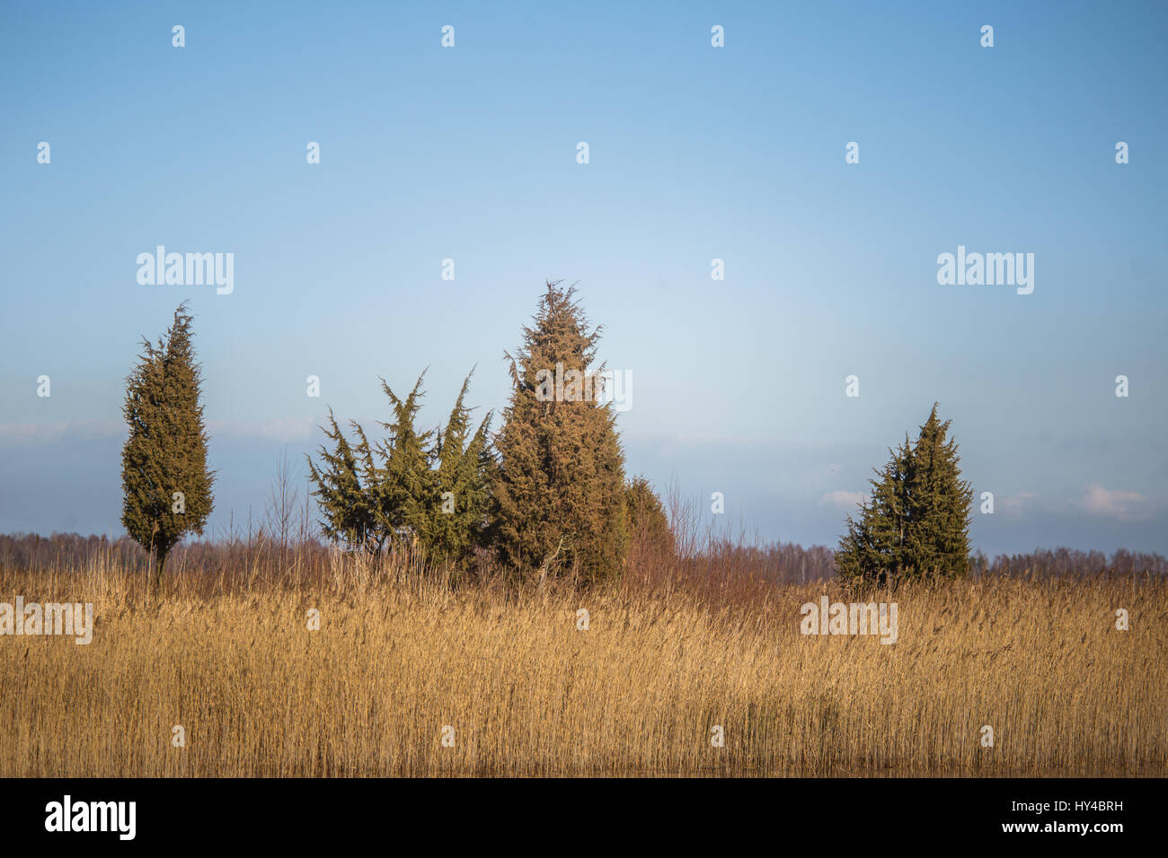 A beautiful early spring landscape with juniper trees at the lake Stock Photo