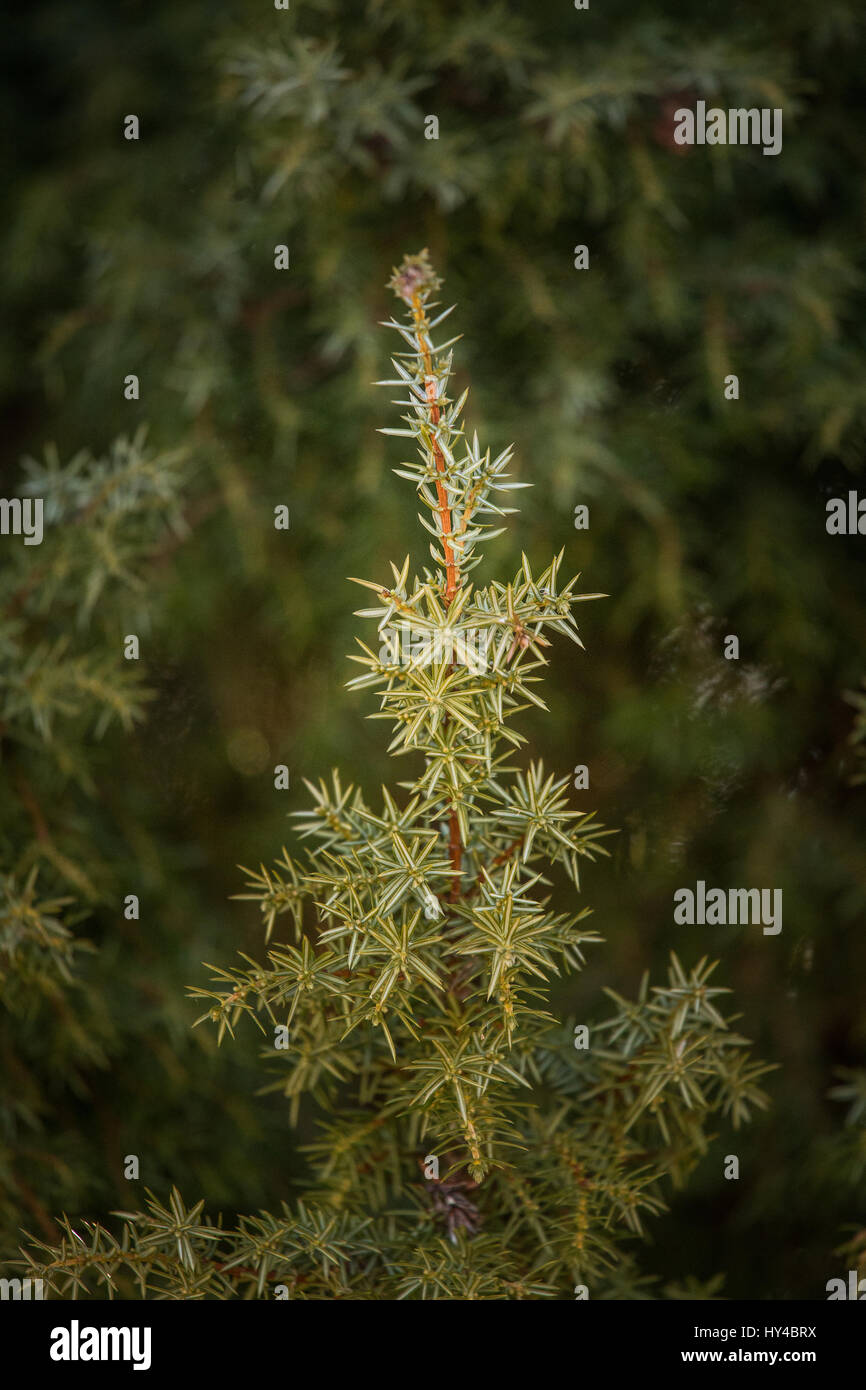 A closeup of a beautiful juniper tree branch Stock Photo