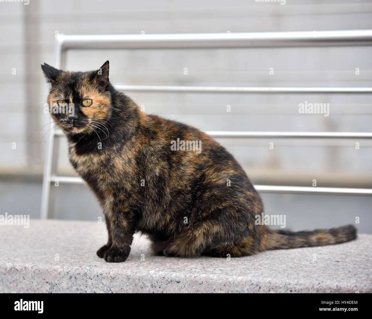 chubby cat Stock Photo