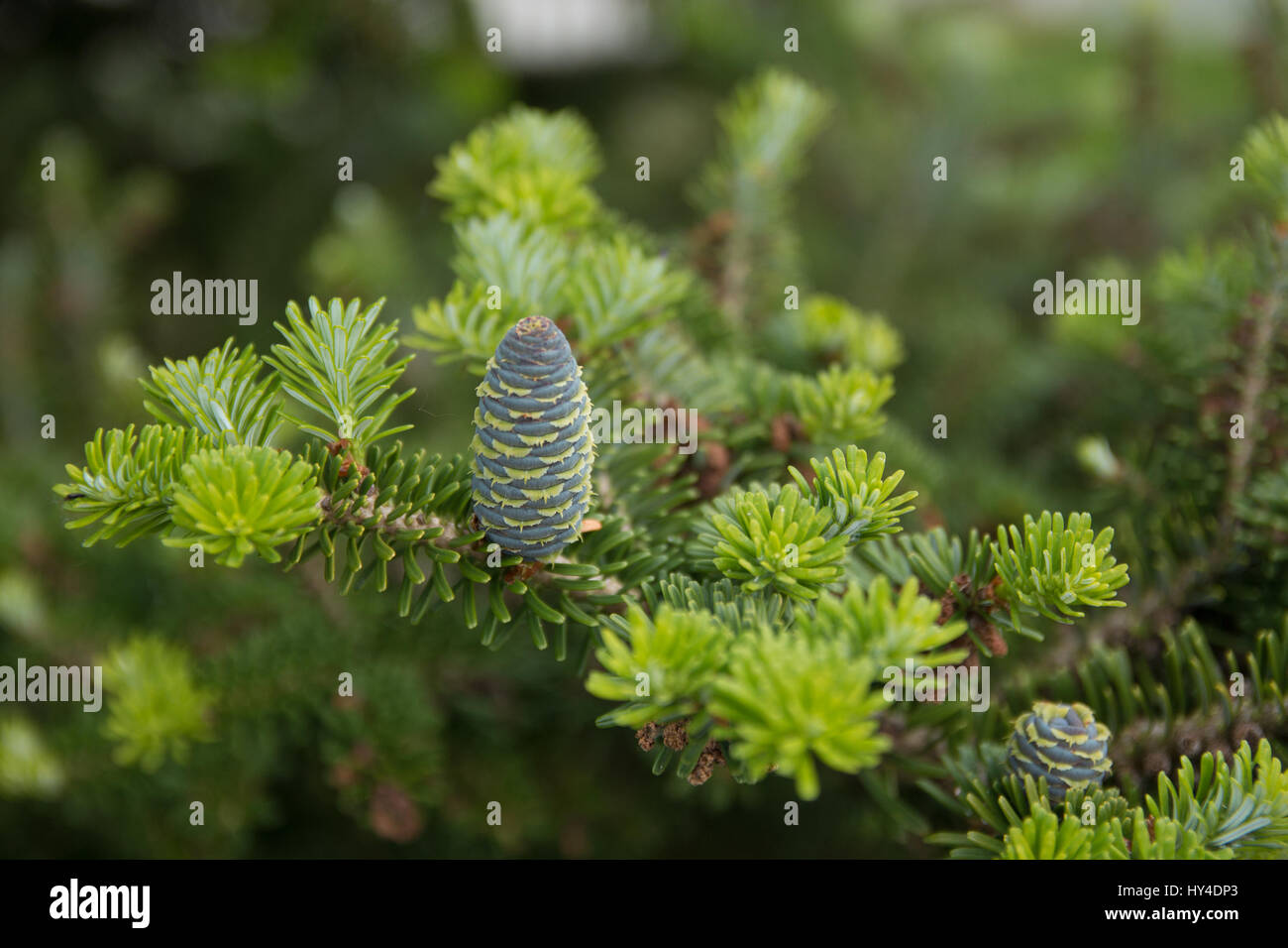 Young ponderosa pine tree hires stock photography and images Alamy