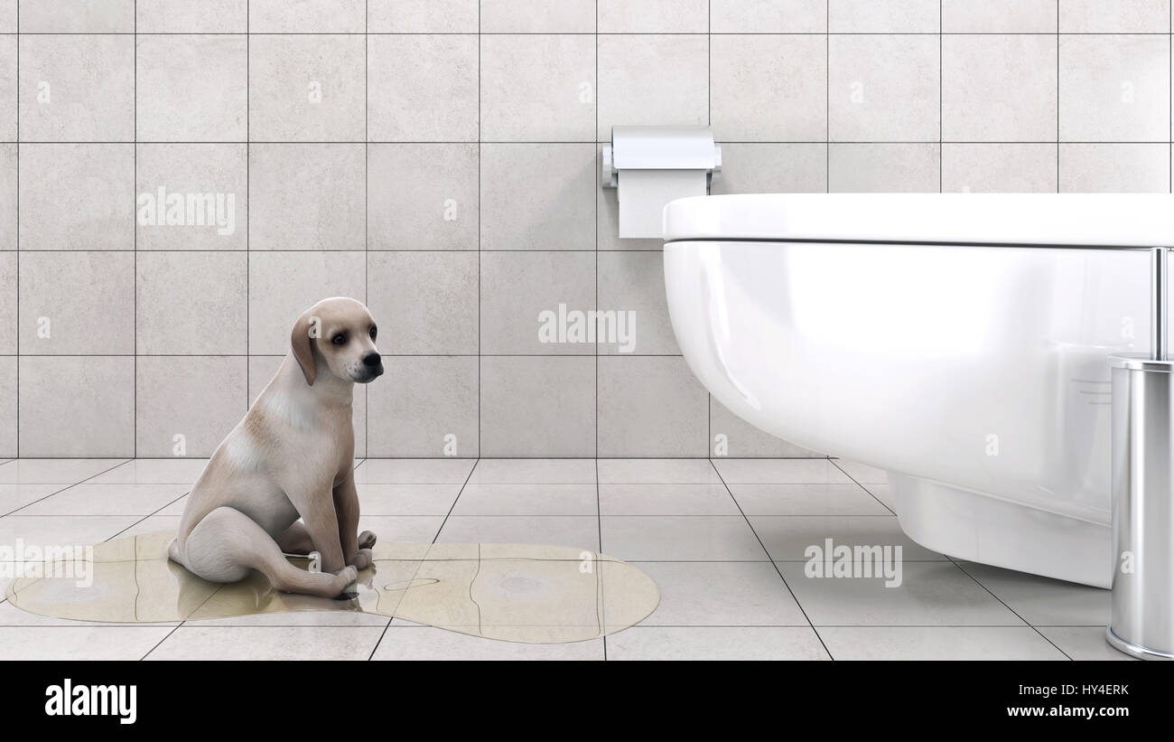 bathroom with dog Stock Photo Alamy