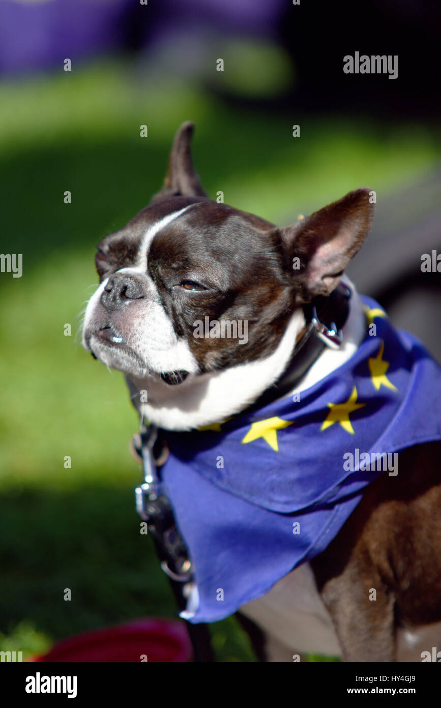 London, UK, 19 Oct 2019. Cute dog in EU flag coat. Event the pet dogs are  getting involved! Hundreds of thousands of protesters in colourful outfits,  with flags and banners, and from