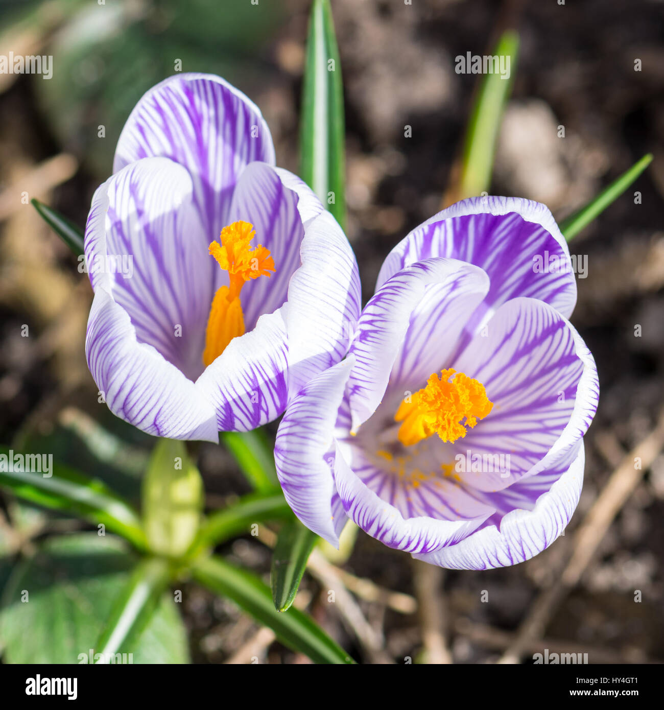 Blooming Spring Crocuses in a sunny spot Stock Photo