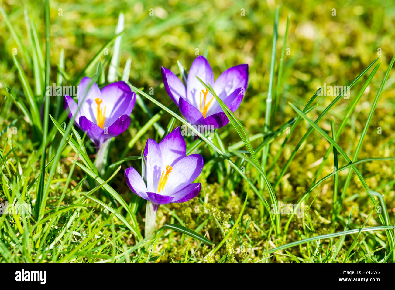 Blooming Spring Crocuses in a sunny spot Stock Photo