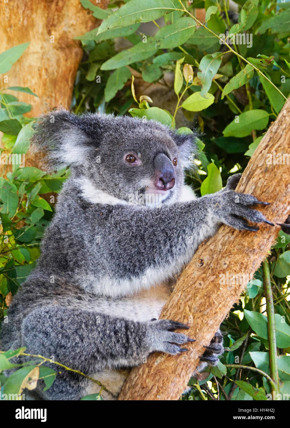 Australian koala. Stock Photo