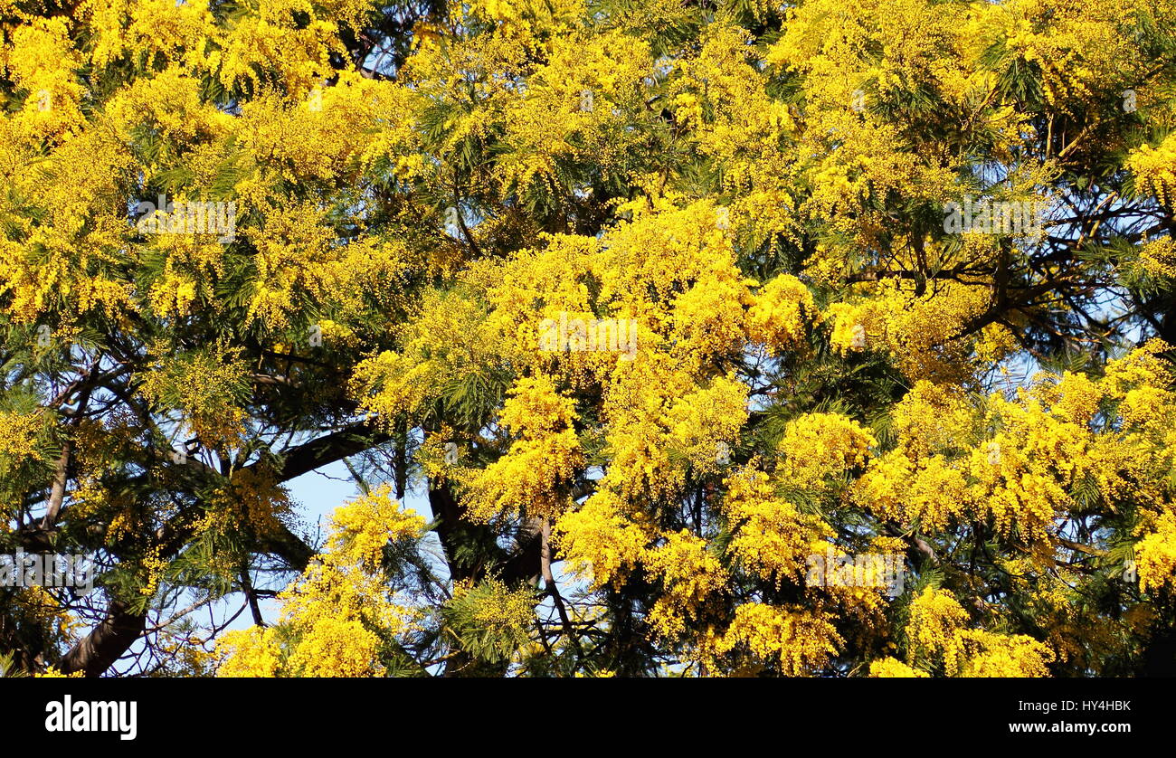 Acacia pycnantha, commonly known as the golden wattle, is a tree of the