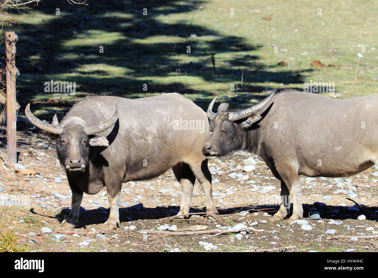 Water Buffalo, Orana Wildlife Park, Christchurch, New Zealand Stock