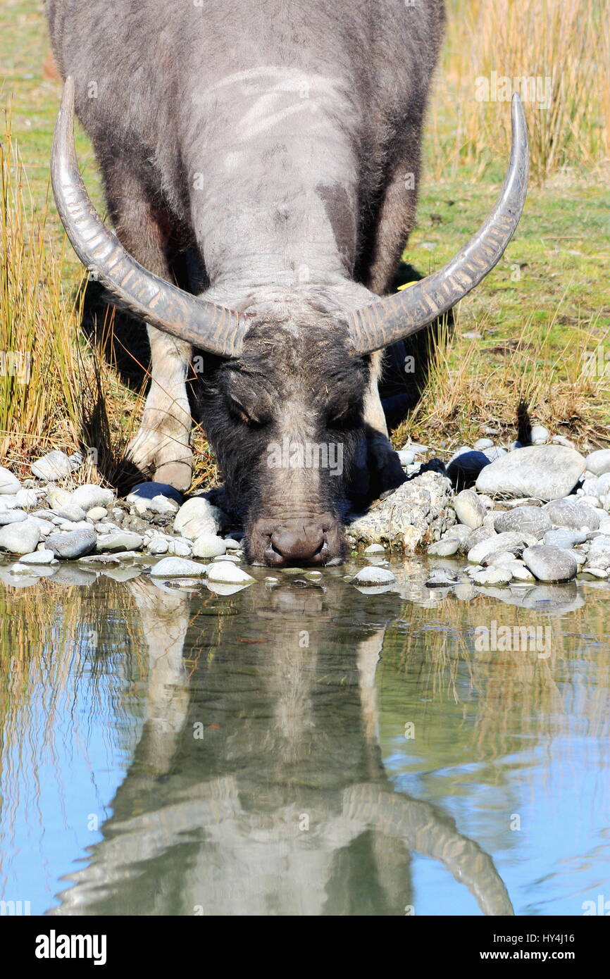 Water Buffalo, Orana Wildlife Park, Christchurch, New Zealand Stock