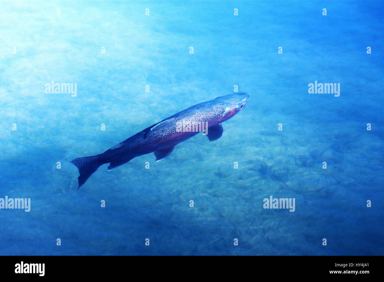 Rainbow trout underwater hires stock photography and images Alamy