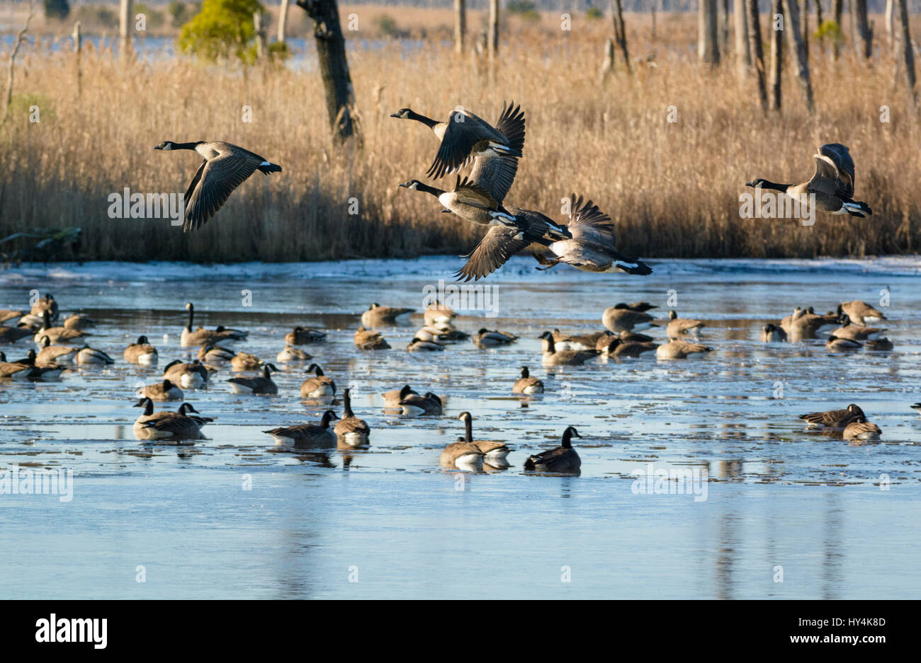 Cnada Geese at Balckwater National Wildlife Refuge, Cambridge, Maryland