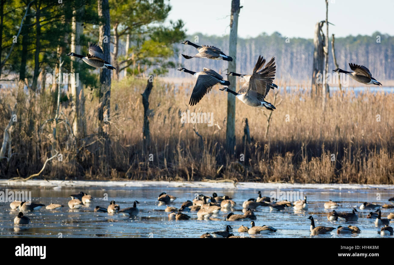 Cnada Geese at Balckwater National Wildlife Refuge, Cambridge, Maryland