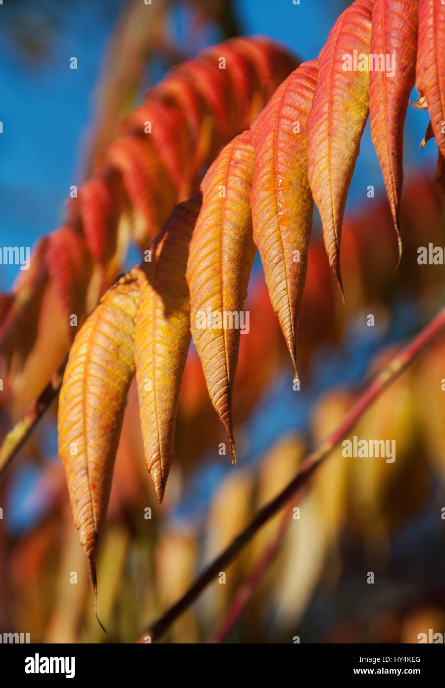 The rainbow-coloured autumn leaves of Rhus Typhina  or Staghorn Sumach  are like  bright,waving flags Stock Photo
