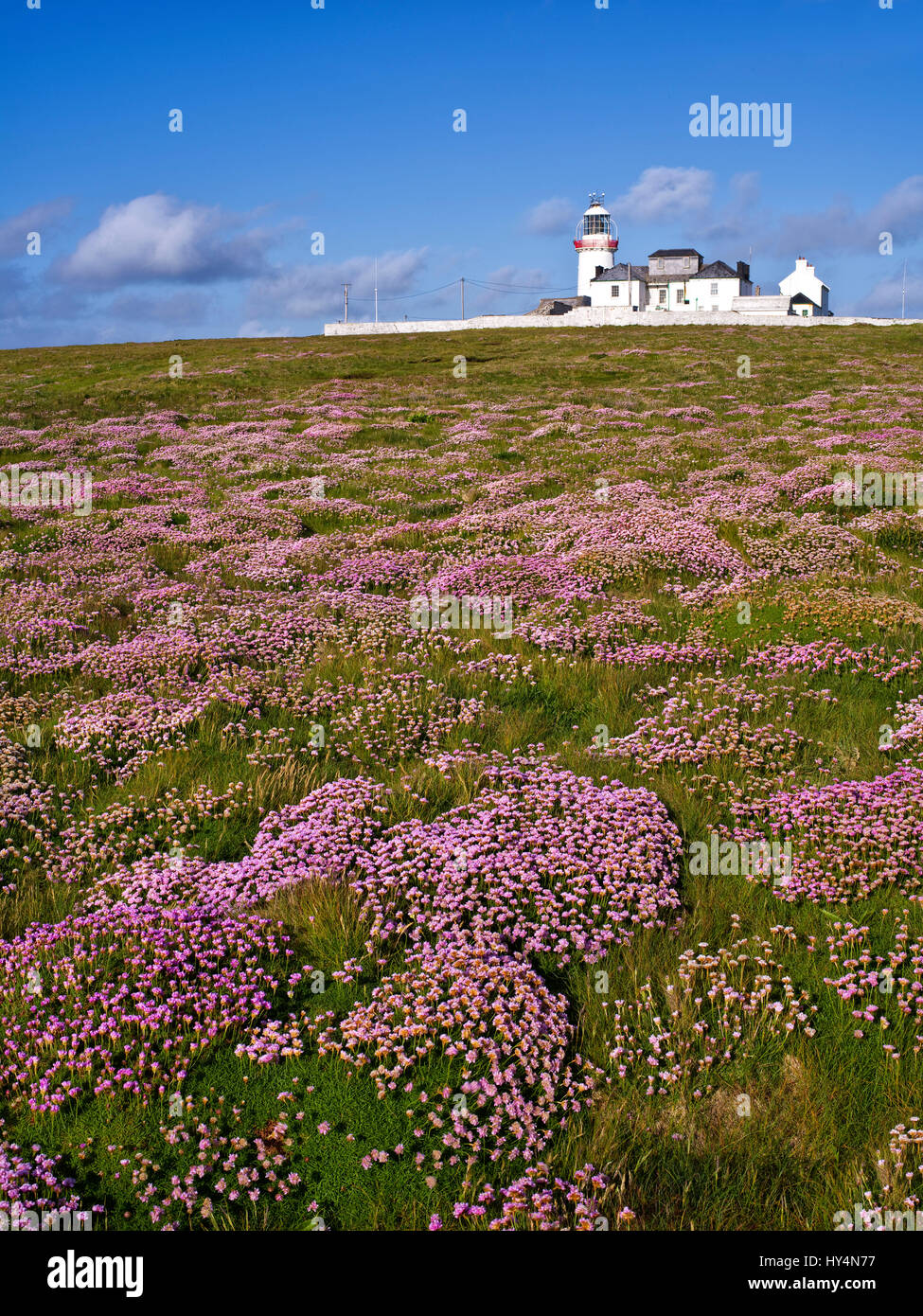 Ireland, Clare, Loop Head, Lighthouse, frilled anemone carpet, Stock Photo