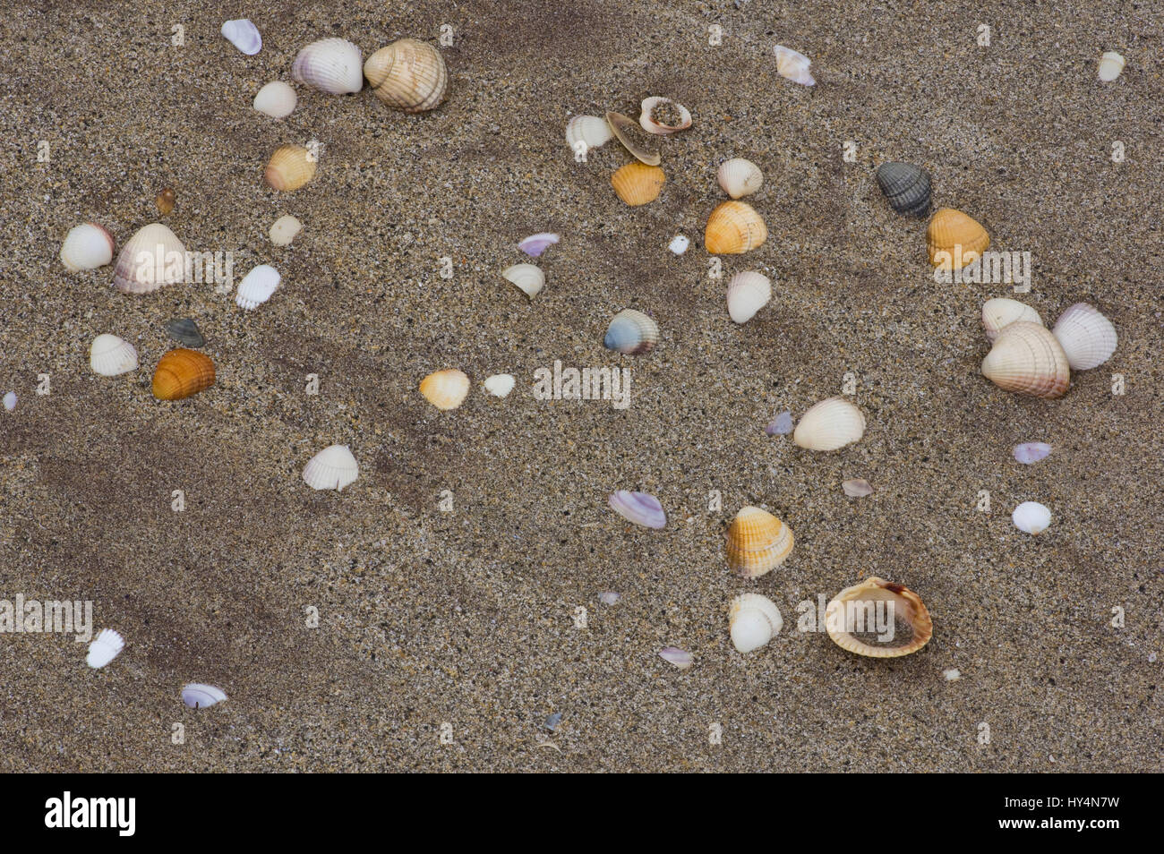 Ireland, Kerry, shells in the sand, Smerwick-Bay, Dingle Peninsula ...