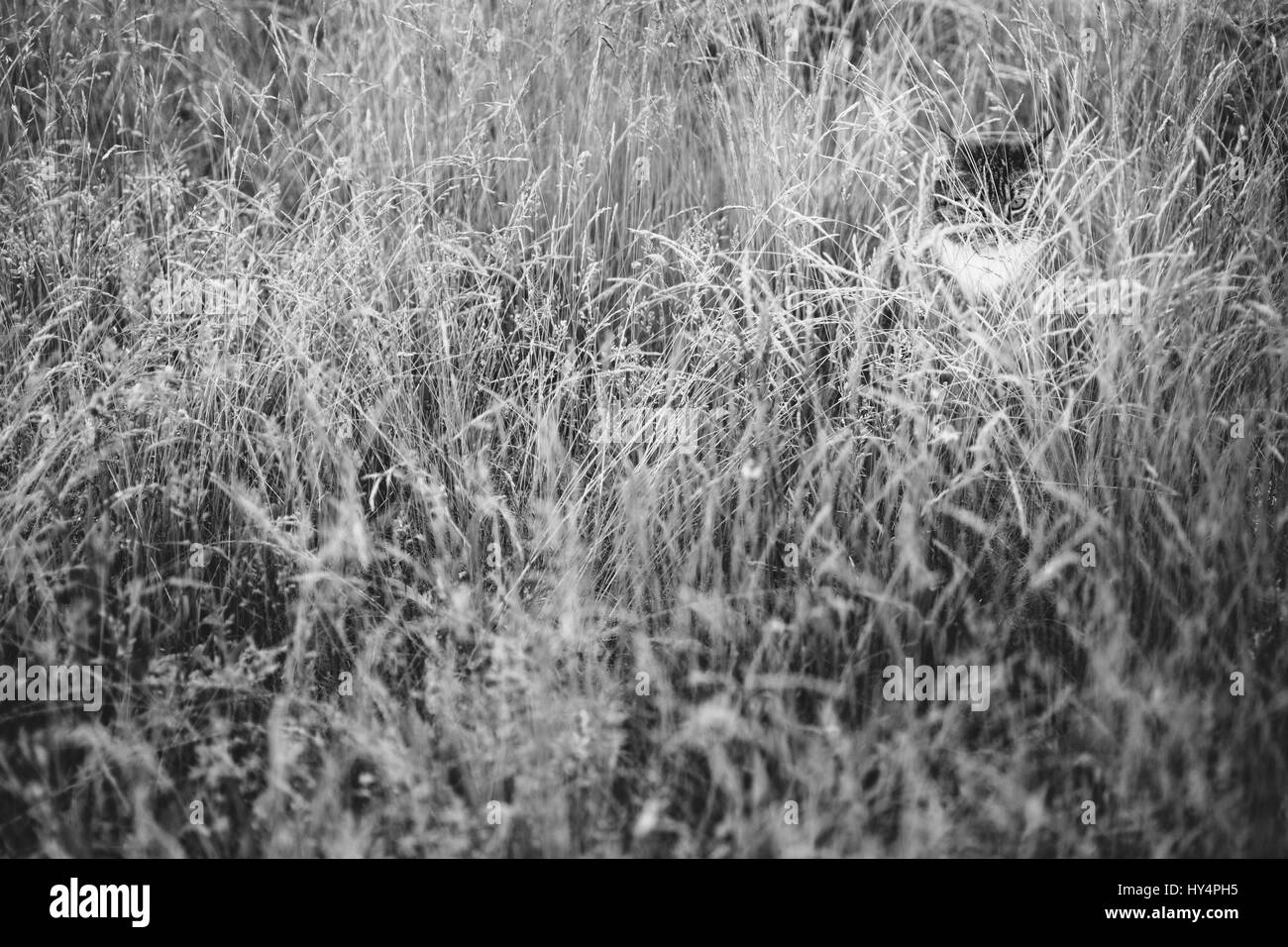 Cat between blades of grass Stock Photo Alamy