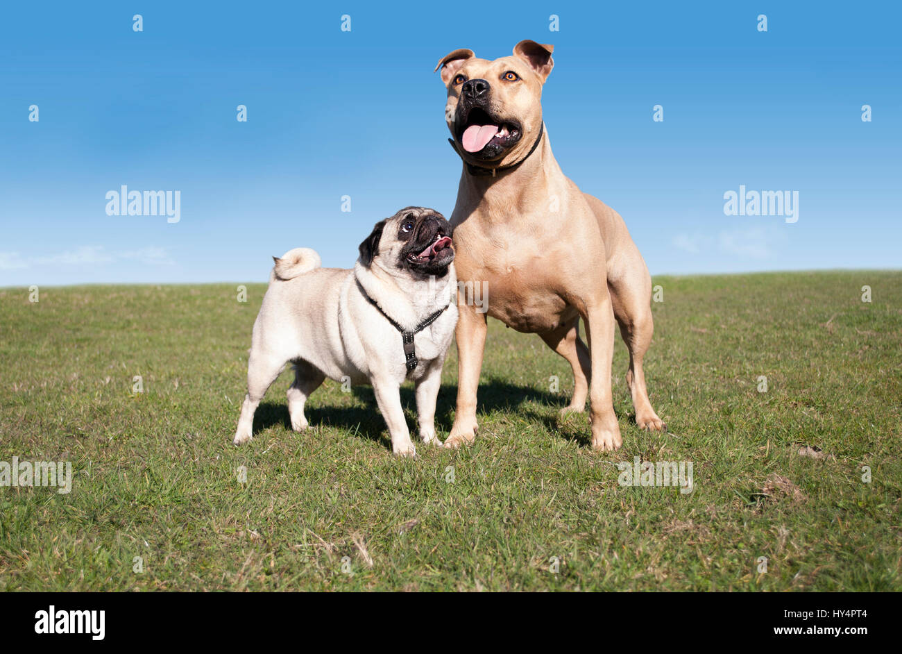 two happy healthy dogs, pug and pitt bull, playing and having fun outside in park on sunny day in spring Stock Photo