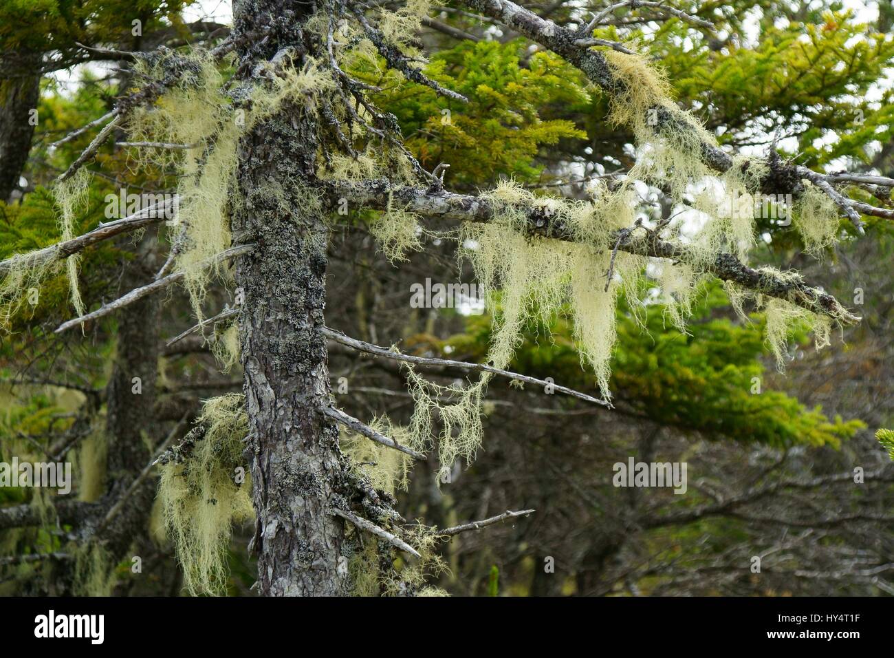 Hanging lichen hi-res stock photography and images - Alamy