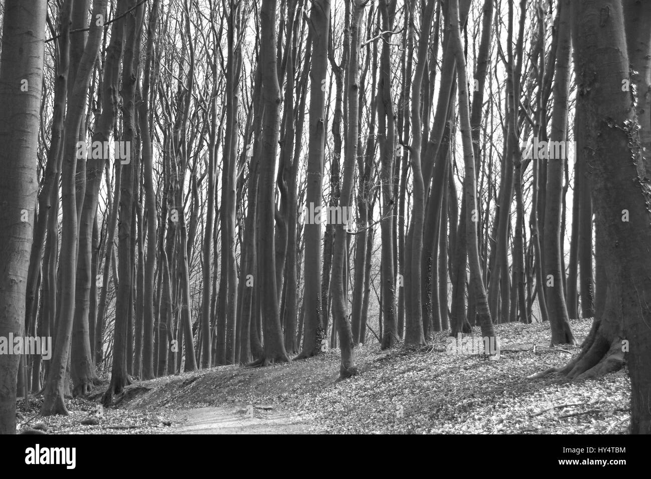 Dense forest close Baumberge at MÃ¼nsterland Stock Photo