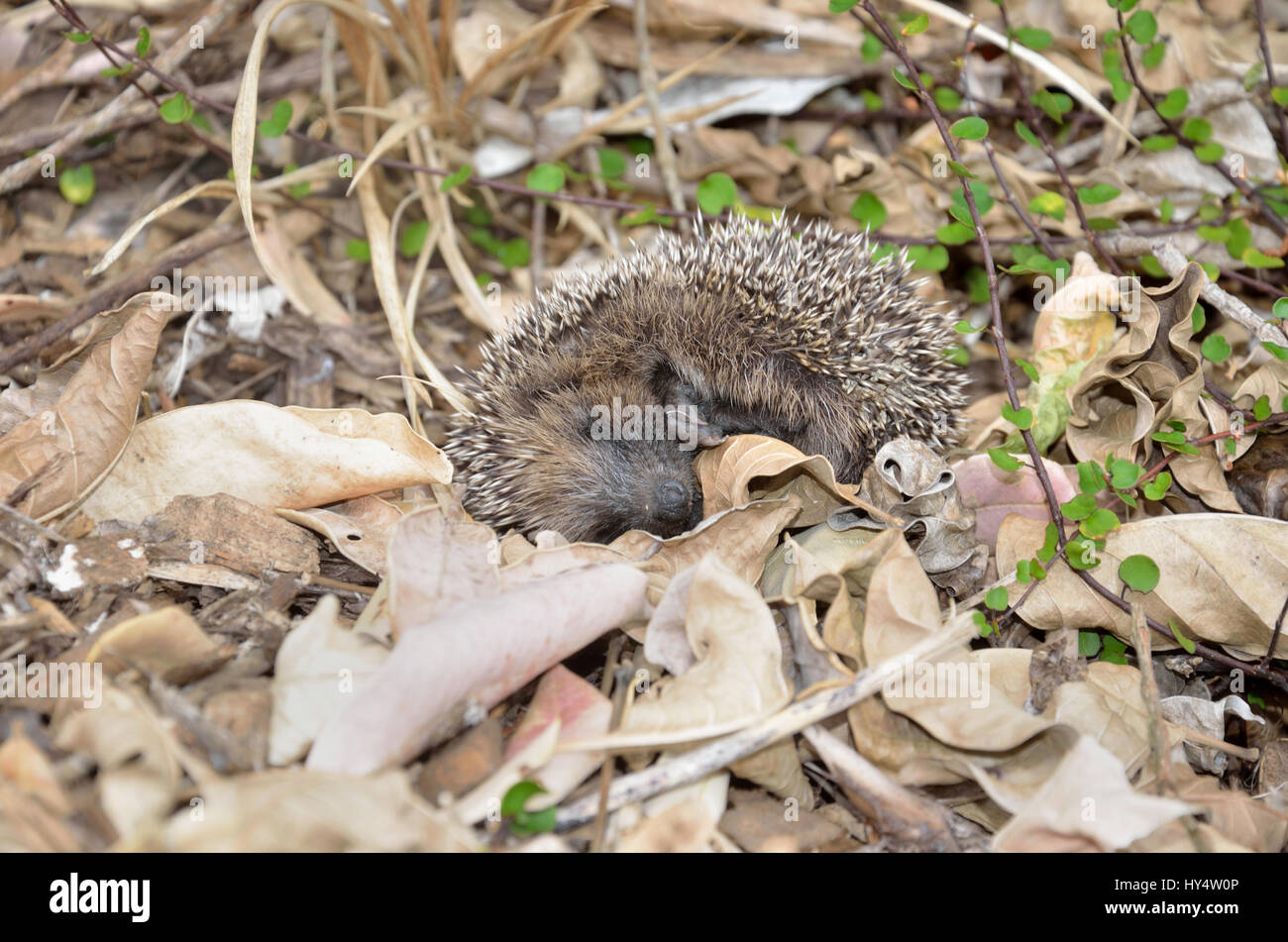 A young hedgehog plays possum after being disturbed in the garden Stock Photo