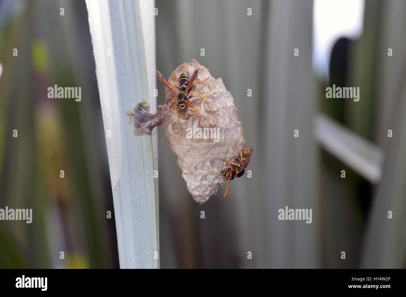 Australian paper wasps (Polistes humilis) at work on a nest in a flax bush Stock Photo