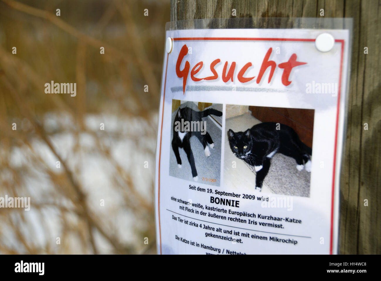Run away cat is searched with a leaflet, Entlaufene Katze wird mit einem Handzettel gesucht Stock Photo