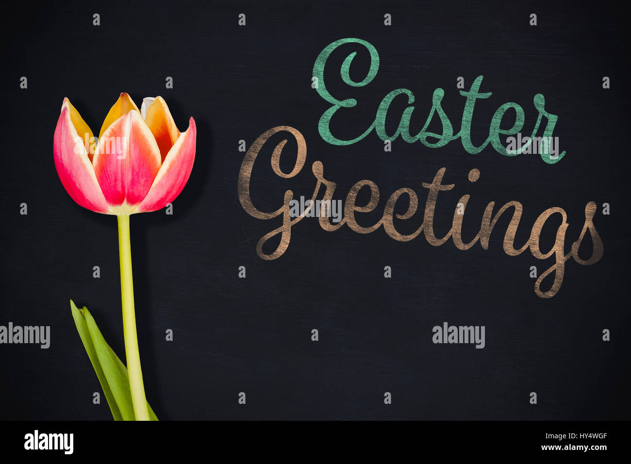 Tulip against black background Stock Photo - Alamy