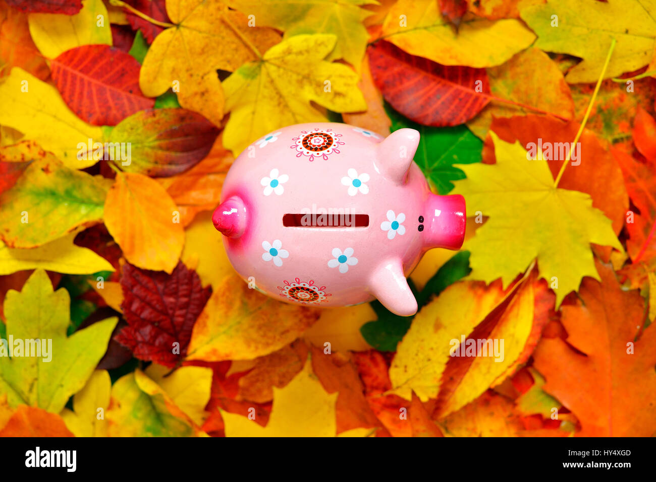 Piggy bank in the autumn foliage, low interest and depreciation, Sparschwein im Herbstlaub, Niedrigzinsen und Wertverlust Stock Photo