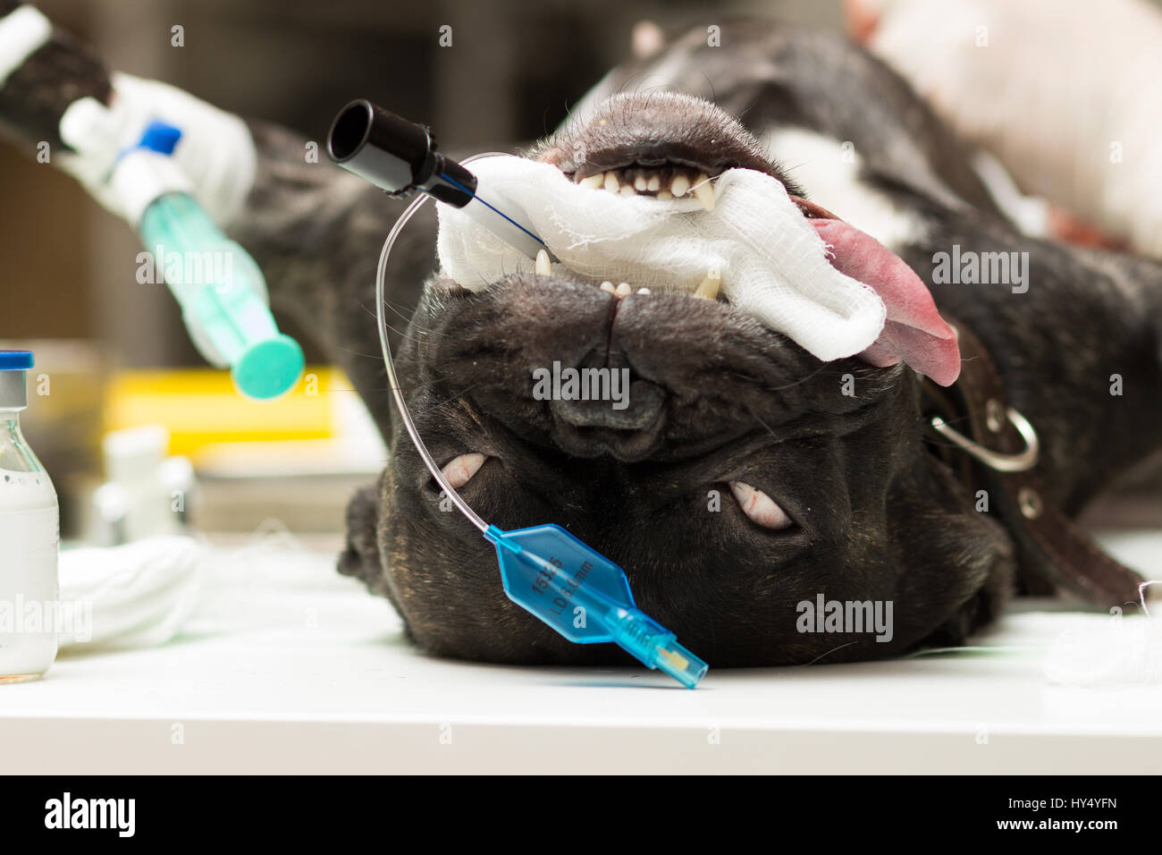 Veterinary, sterilization of a French bulldog dog, the patient's head