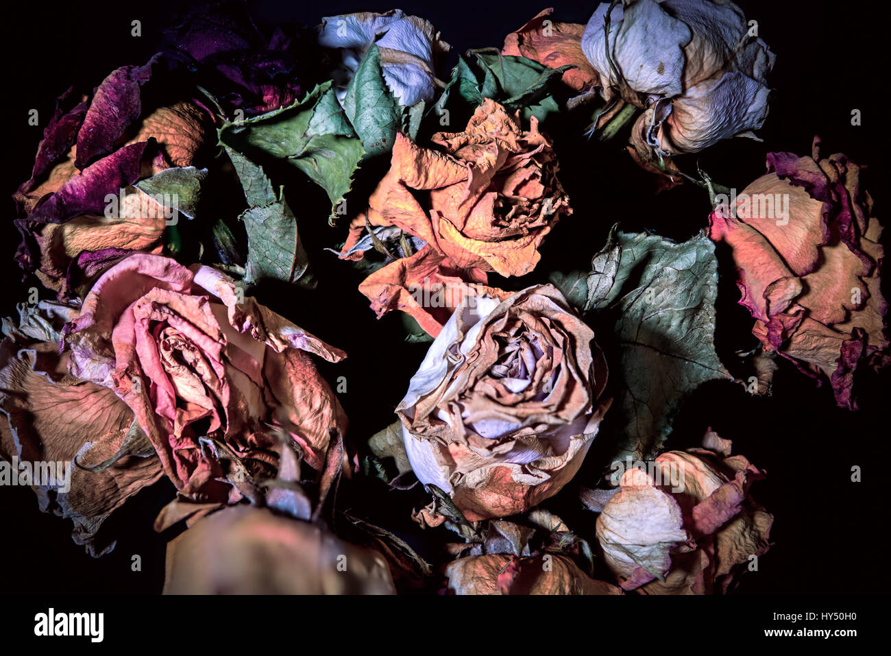 Dried roses, Vertrocknete Rosen Stock Photo