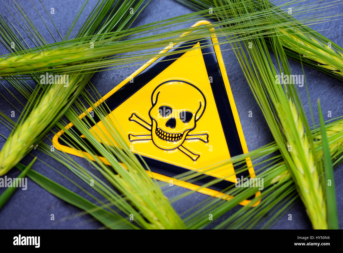 Grain ears and danger signs, symbolic photo for the application of herbicides in the agriculture, Getreideaehren und Gefaehrdungszeichen, Symbolfoto f Stock Photo