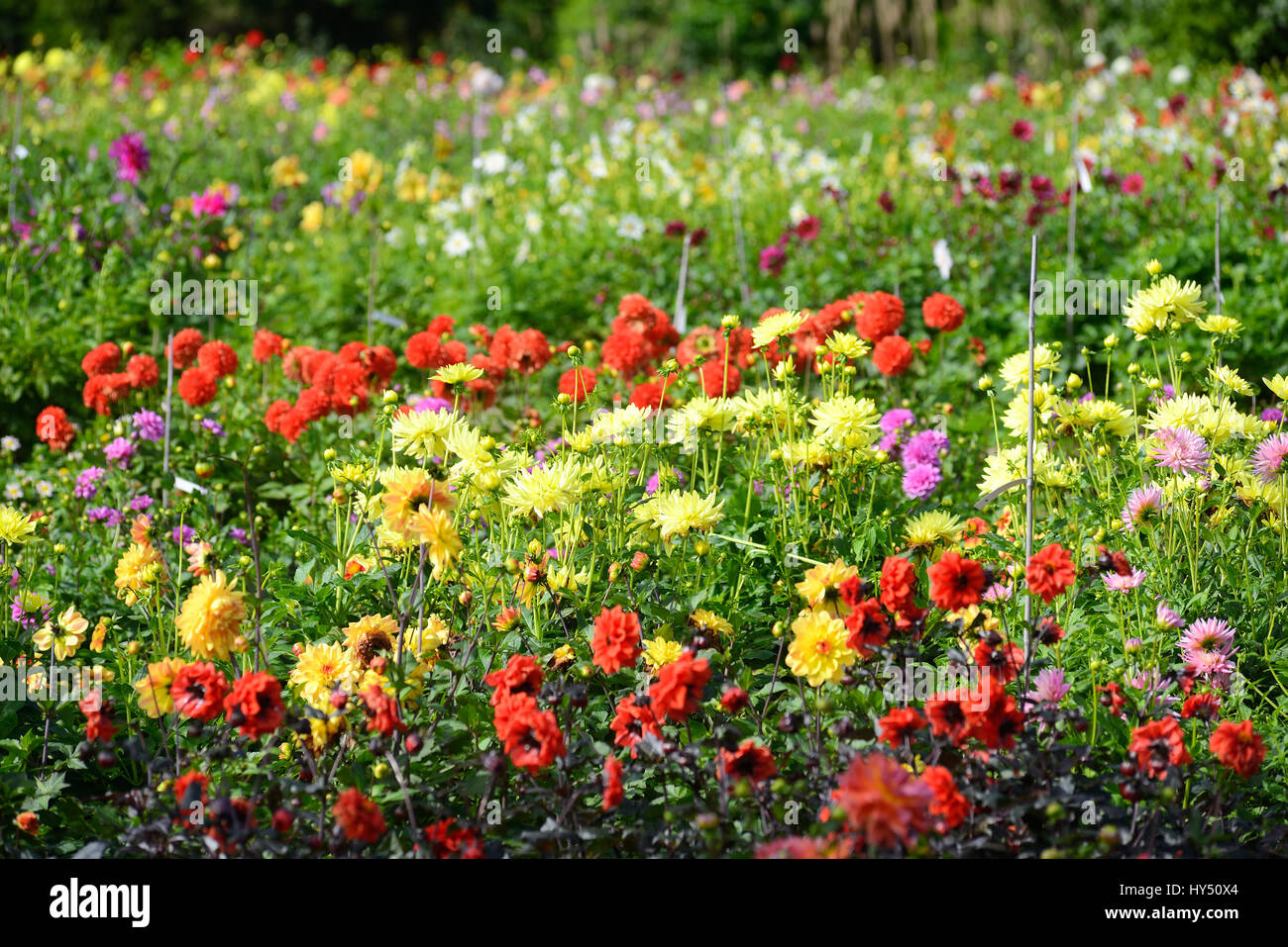 Dahlias, Dahlia, dahlia blossom, Dahlien , , Dahlienbluete Stock Photo