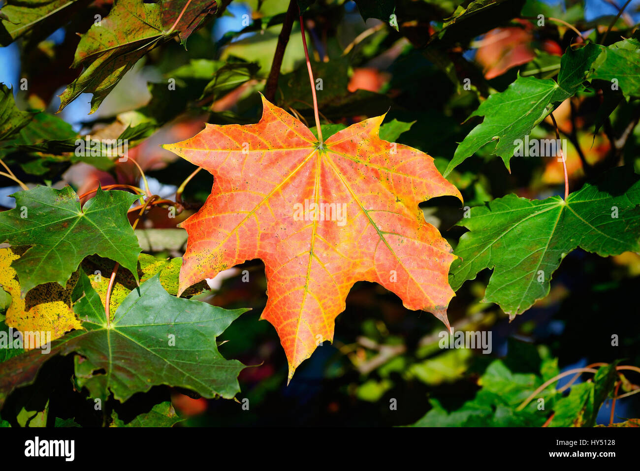 Autumnal maple leaf, Herbstliches Ahornblatt Stock Photo