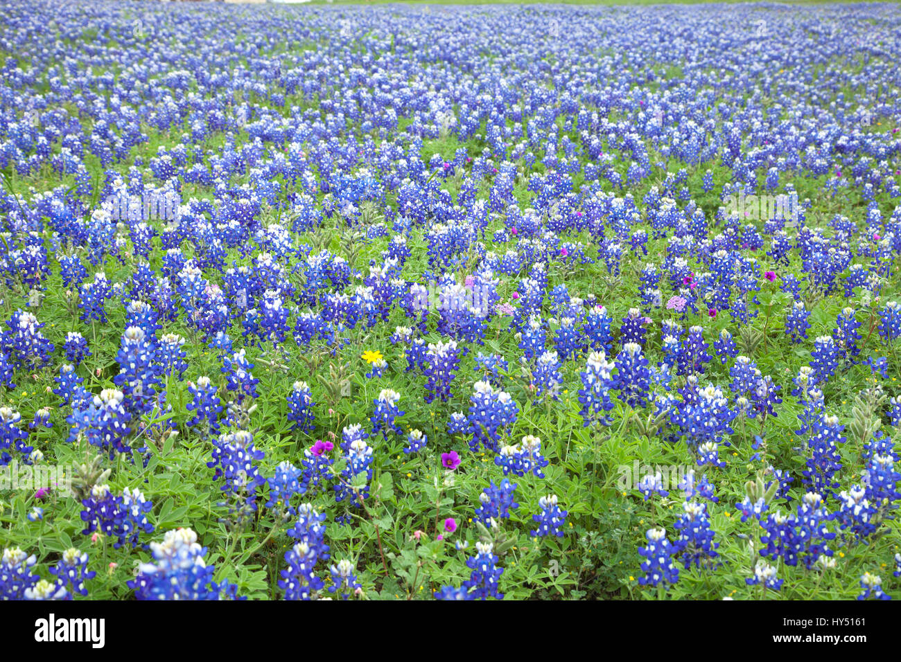 A field of Texas Bluebonnets in spring Stock Photo