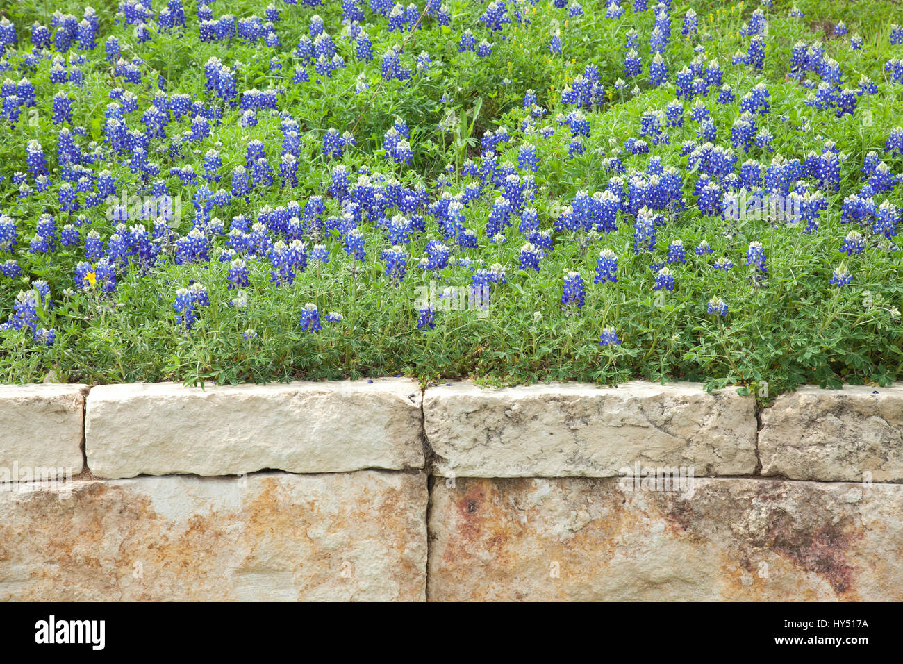 A patch of Texas bluebonnets above a stone wall Stock Photo
