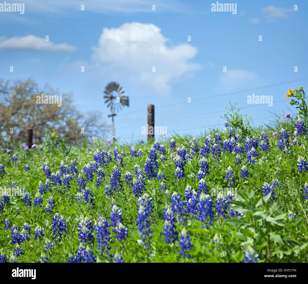 Selective focus of Texas Bluebonnets and windmill on a hillside Stock Photo