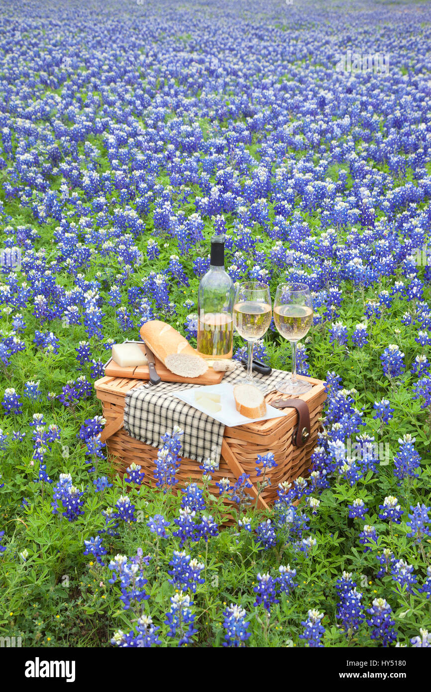 A brown wicker picnic basket with wine, cheese, bread and utensils in a field of Texas Hill Country bluebonnets Stock Photo