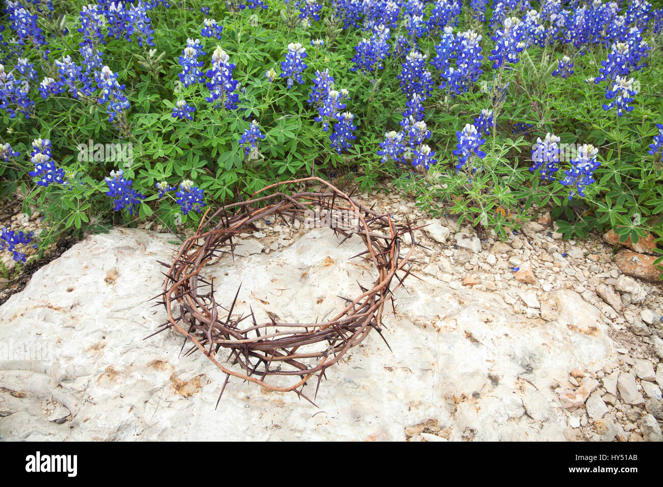 A crown of thorns sits on rock beside a patch of Texas bluebonnets Stock Photo