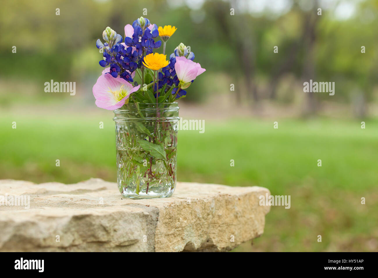 A bouquet of Texas wildflowers from the Texas Hill Country in a mason jar on a stone wall. Evening primroses, bluebonnets and yellow daisies. Stock Photo