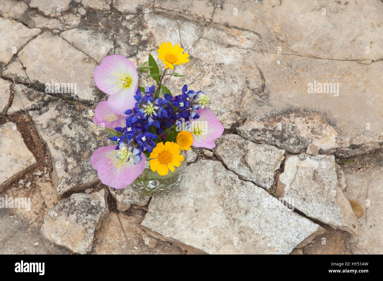 A bouquet of Texas wildflowers from the Texas Hill Country in a mason jar shot from overhead on stone ground. Evening primroses, bluebonnets and yello Stock Photo