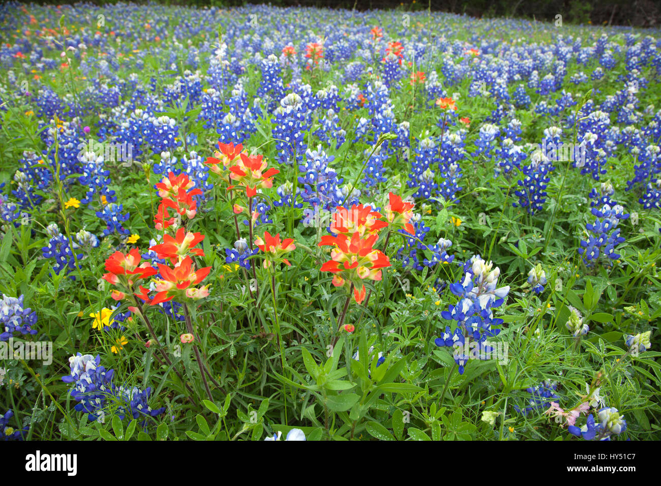 A low angle view of Indian Paintbrush and Bluebonnets wildflowers in a Texas field Stock Photo