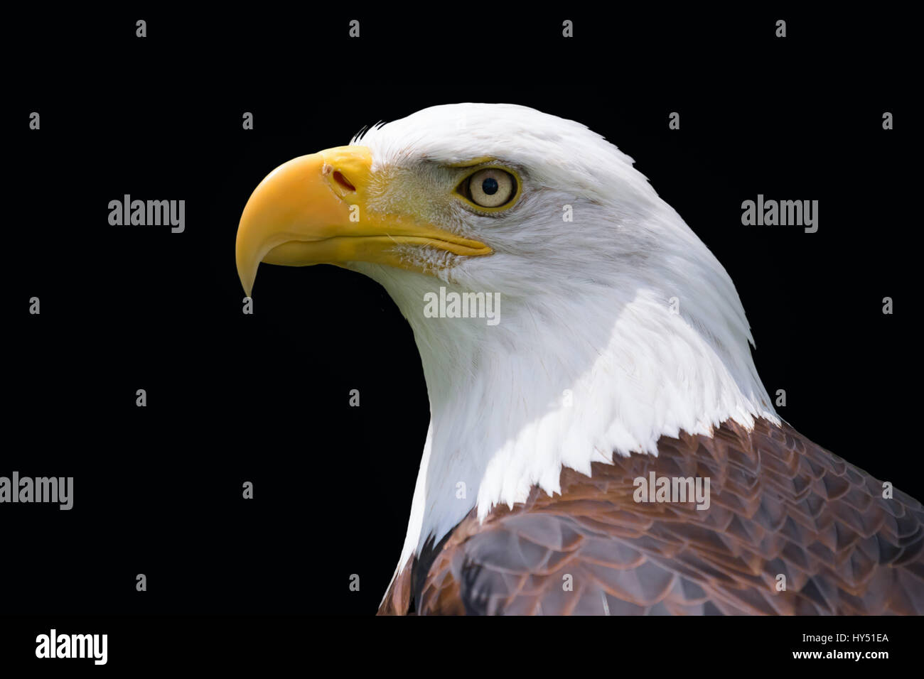 Bald eagle head isolated on black Stock Photo