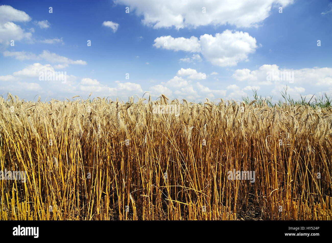 Barley field, Gerstenfeld Stock Photo