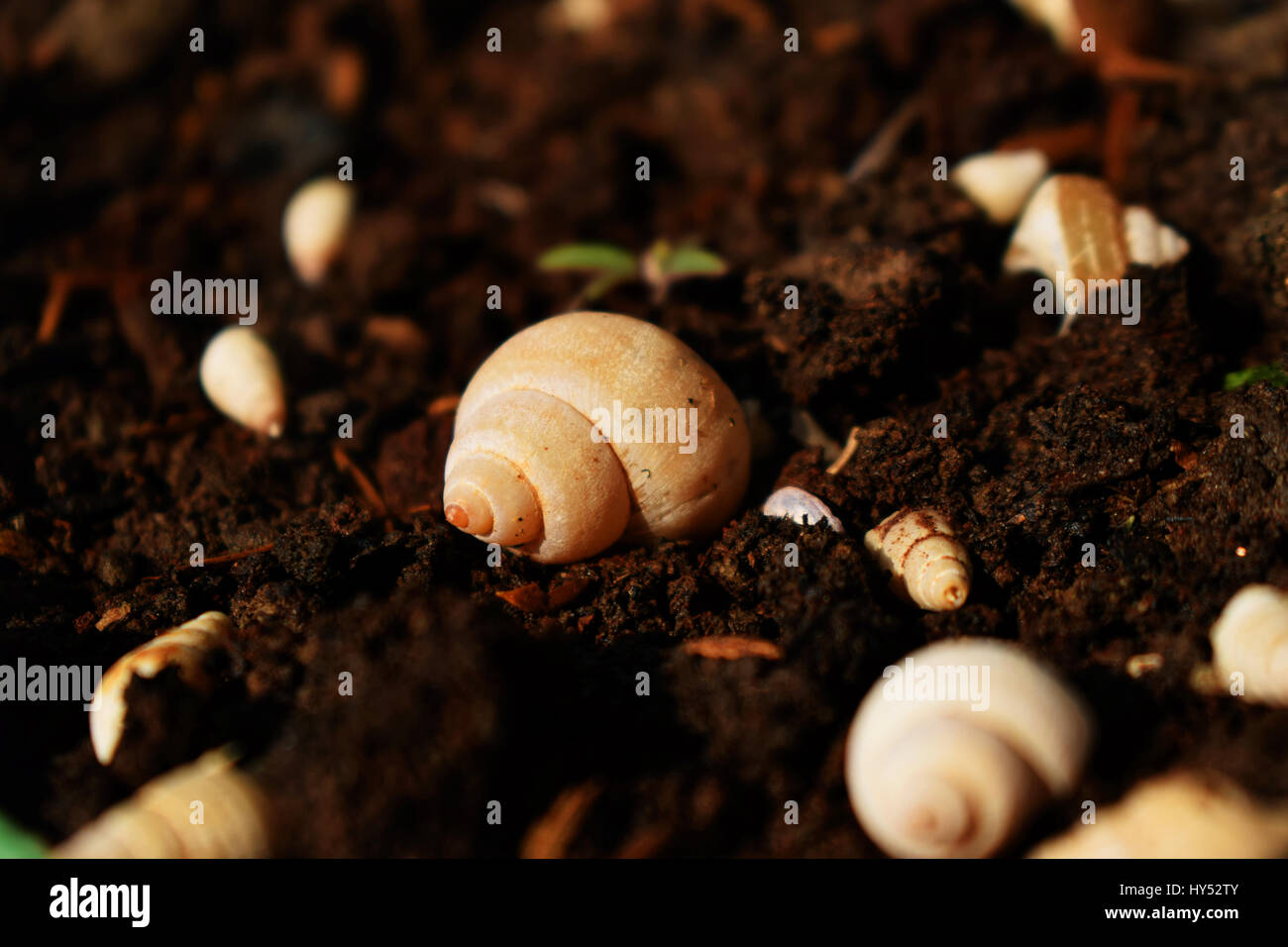 Mud snail hires stock photography and images Alamy