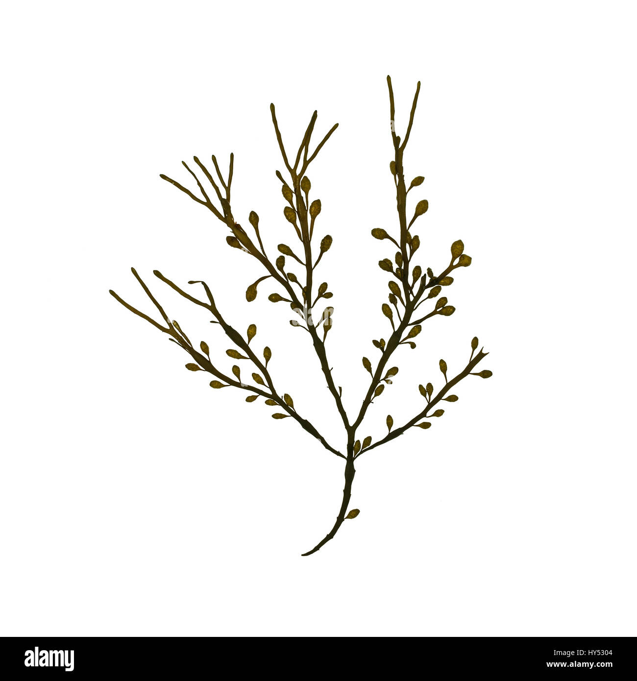 Ascophyllum nodosum (Rockweed or Knotted Wrack) photographed on a light box/white background. Stock Photo