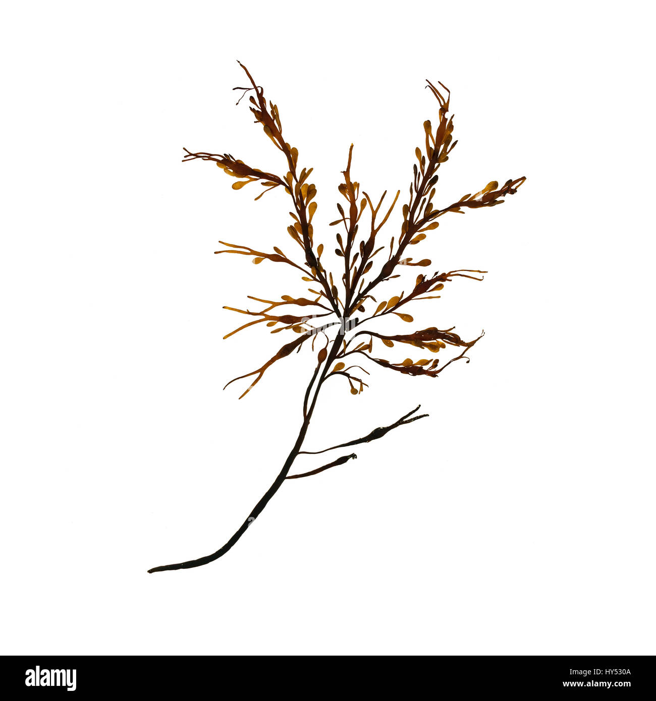 Ascophyllum nodosum (Rockweed or Knotted Wrack) photographed on a light box/white background. Stock Photo