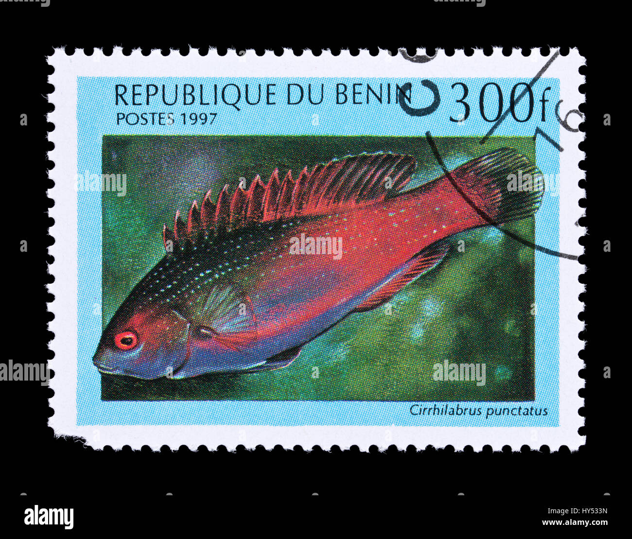 Postage stamp from Benin depicting a Dotted wrasse (Cirrhilabrus punctatus) Stock Photo