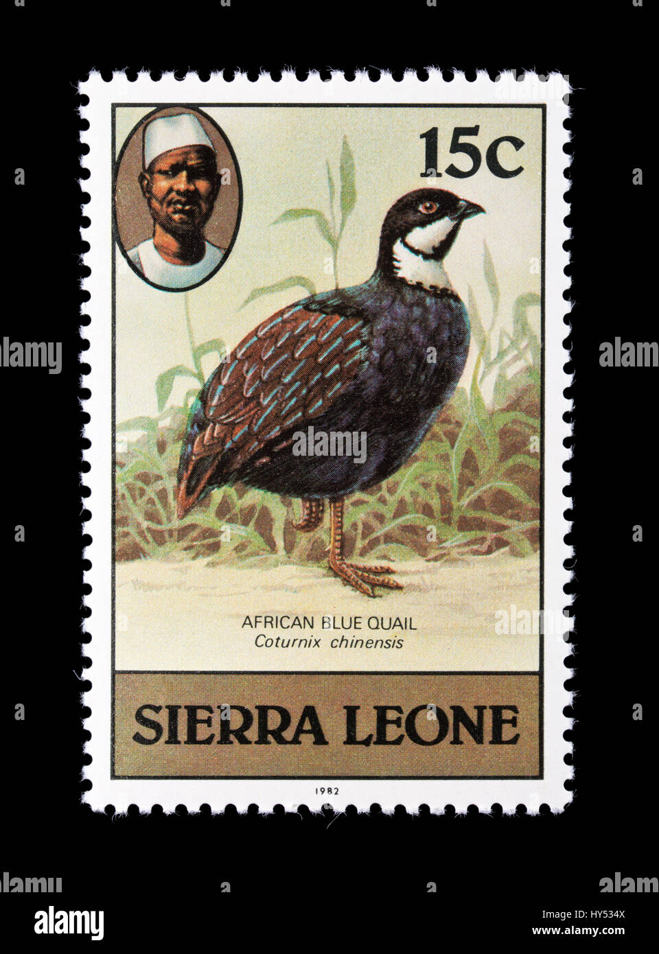 Postage stamp from Sierra Leone depicting an African blue quail (Coturnix chinensis) Stock Photo