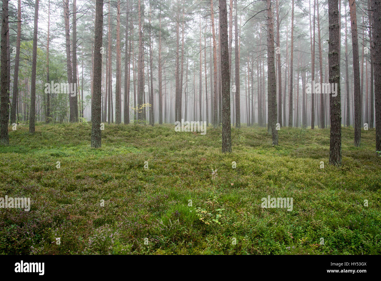 Misty morning in the woods Stock Photo - Alamy
